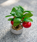 Mini Artificial Apple Bonsai Fruit Tree