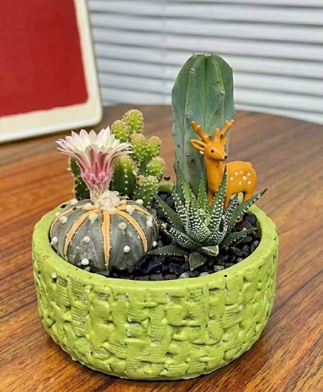 Miniature Cactus Garden